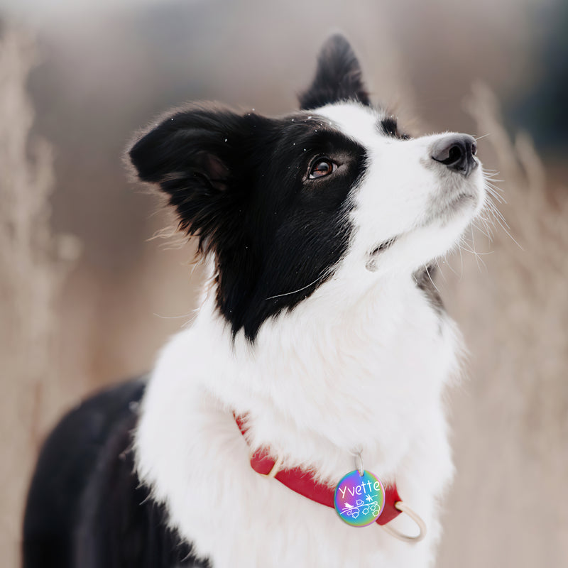 Dog Tags Engraved for Pets - GISUREY Personalized Dog Tags with Floral Patterns - Polished Stainless Steel and Engraved on Both Sides - Dog Cat Name Tags with 9 Styles (Round - Flora) MY001/B0C3HCW3RD